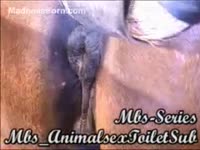 Beast Porn DVD - Black dog enjoys licking horse&#039;s twat in the stables